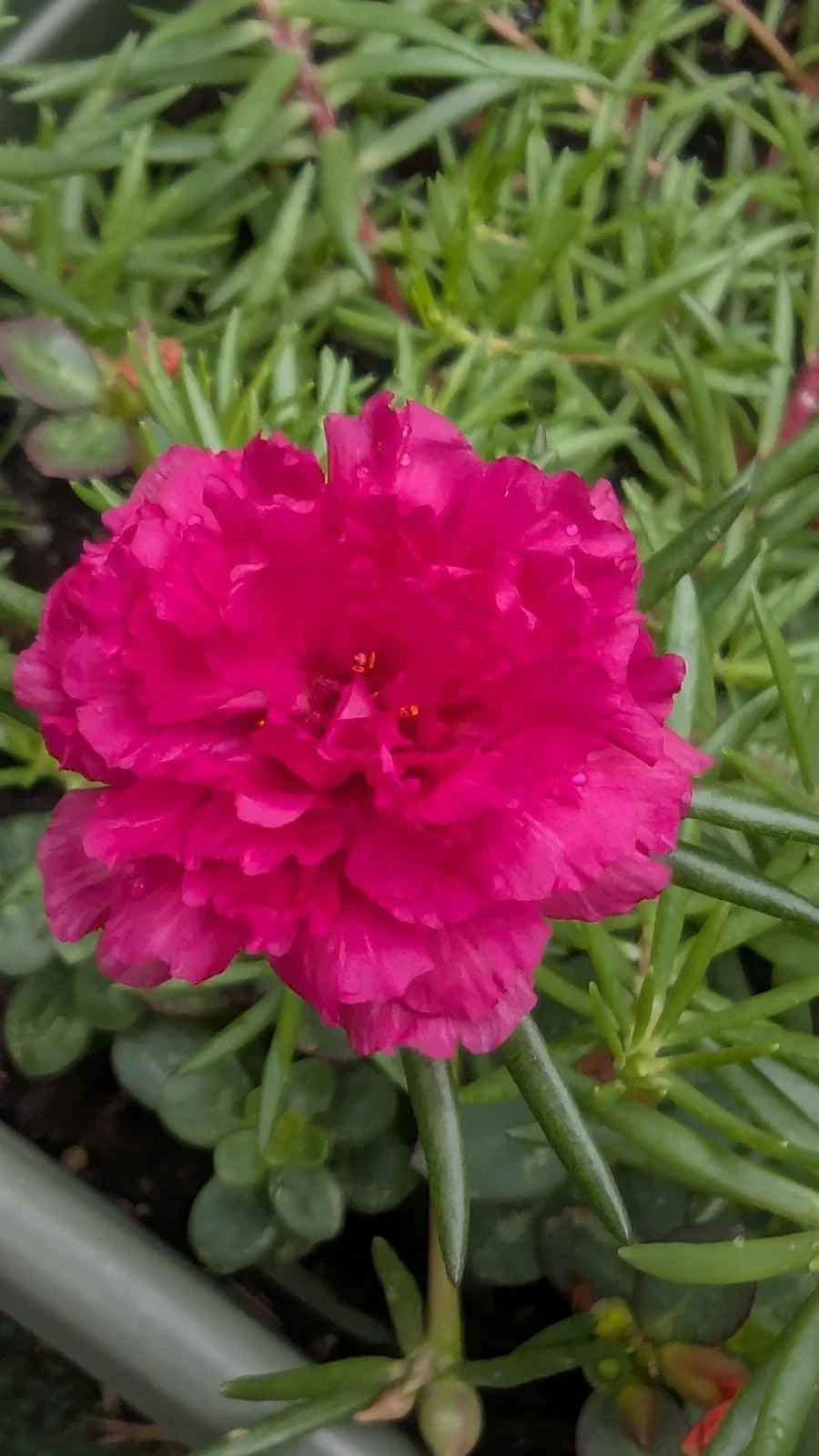 Hot Pink Double Blooms Cuttings - 10 Unrooted Portulaca Moss Rose - Portulaca grandiflora - Ideal for Gardening & Planting
