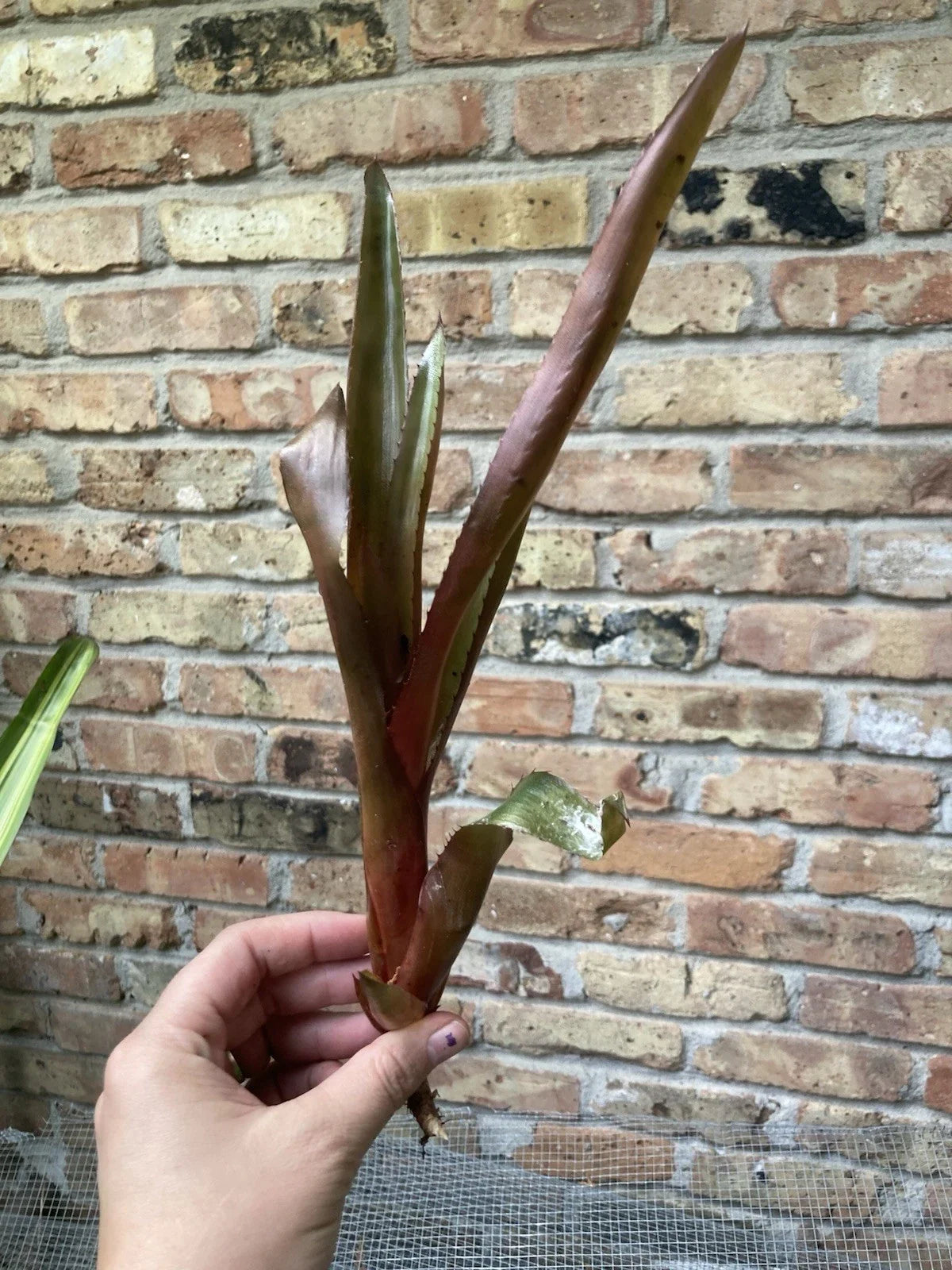 Aechmea 'Burgundy' Unrooted Cutting | Tropical Bromeliad | Vibrant Burgundy Foliage | Indoor Houseplant Propagation