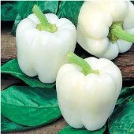 White Bell Pepper Seeds - Organic Heirloom Non-GMO - 10+ Fresh Seeds - Capsicum annuum - Perfect for Home Gardening