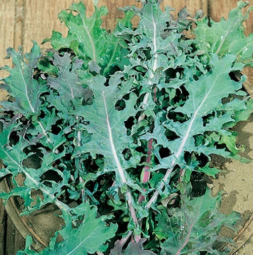 Red Russian Kale Seeds - 200+ Count - Brassica oleracea - Non-GMO, Cold-Hardy, Tender Leaves - USA Grown