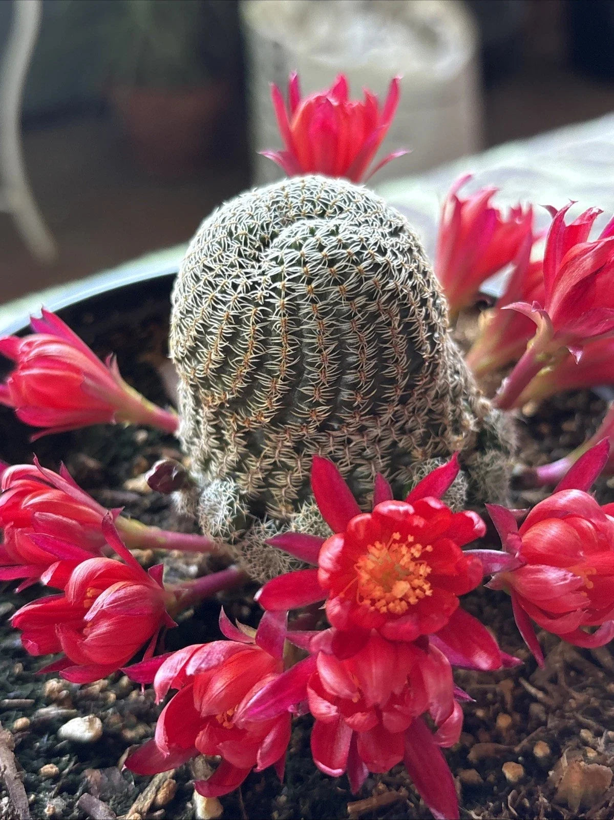 Rebutia Albopectinata Cactus in 6 Inch Pot - Flowering Succulent with Unique Spines - Indoor Decor Plant - Cactaceae