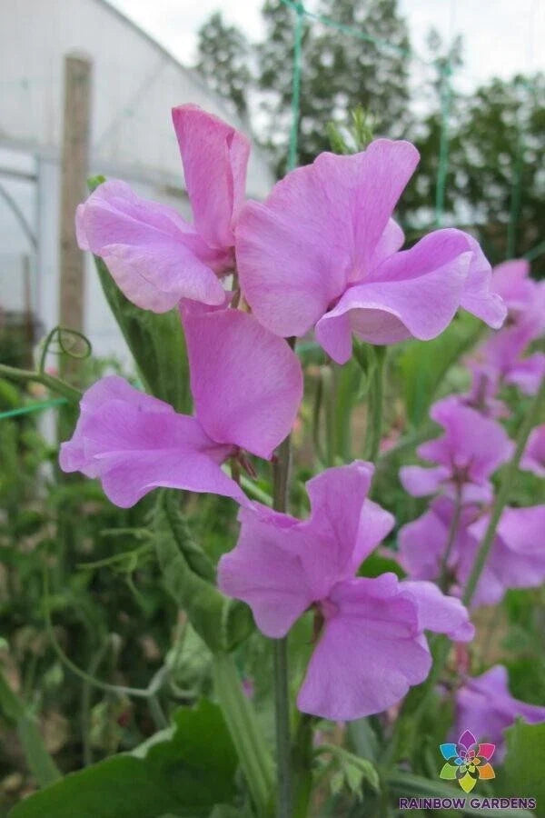 Marion Sweet Pea Seeds - 50+ Pack - Lathyrus odoratus - Non-GMO Garden Flower Seeds - USA Grown, Easy to Plant