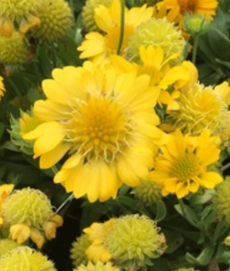 Yellow Indian Blanket Seeds - 50+ Gaillardia Aristata - Blanket Flower - Fresh Seeds for Planting - Attracts Pollinators