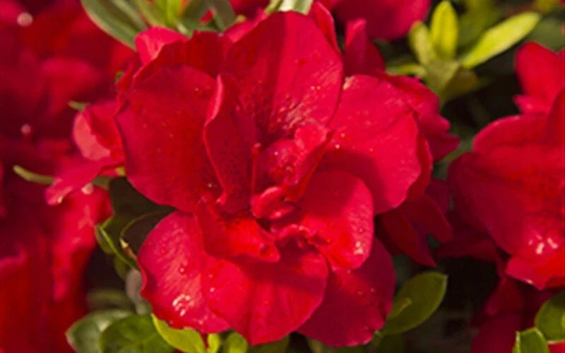 Encore Autumn Bonfire Azalea Starter Plant - Blood Red - Well Rooted - Rhododendron 'Autumn Bonfire' - Deciduous Shrub