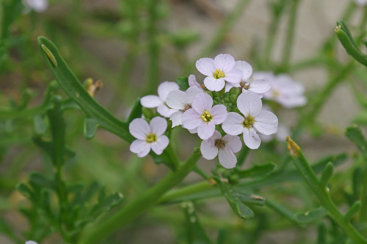 Cakile edentula Seeds - 20 American Searocket Flower Seeds for Coastal Gardens - Hardy, Drought-Tolerant Plants