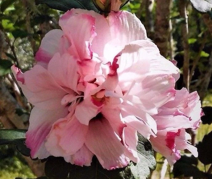 LIVE PLANT STARTER Double Pink Rose of Sharon Hibiscus syriacus Hardy Variegated Blooms Fast Growth 1/2' Rooted Cutting