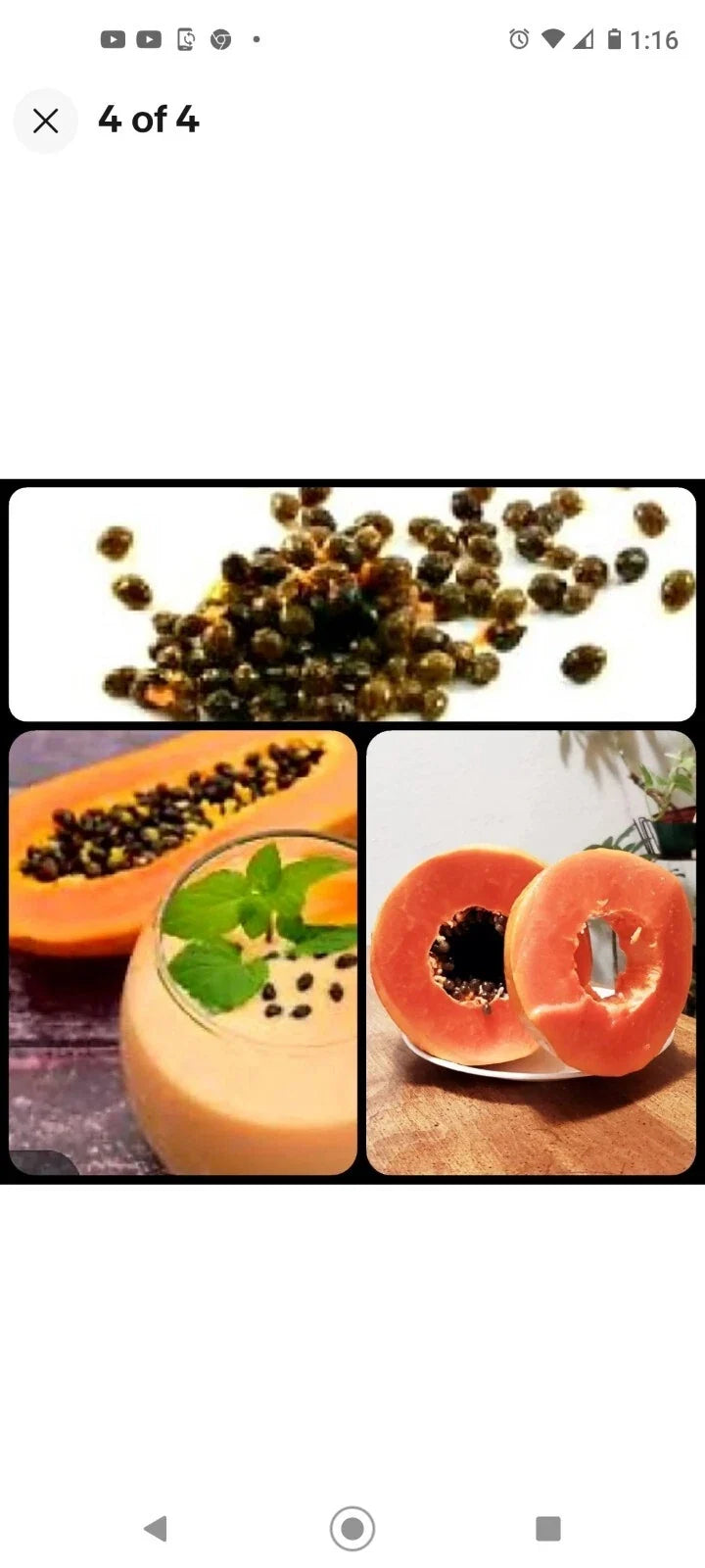 Maradol Papaya Seeds - 25+ Fast-Growing Sweet Tropical Fruit - Carica papaya - Juicy Edible Garden Seeds