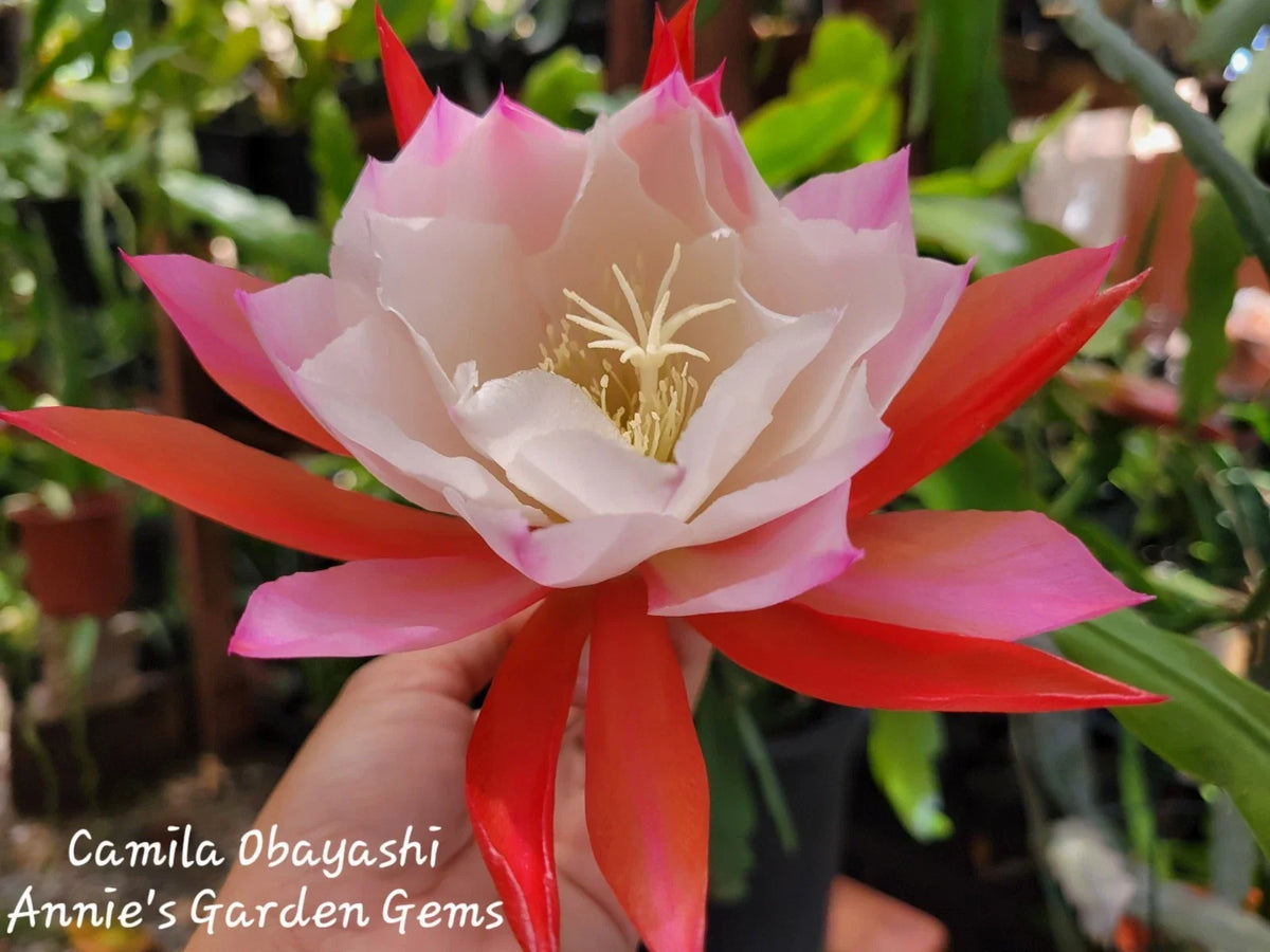 Orchid Cactus 4 Inch Pot Epiphyllum Camila Obayashi Tropical Houseplant with Vibrant Blooms