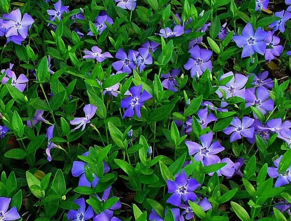 Creeping Myrtle Ground Cover 50 Pack Vinca Minor Periwinkle Bare Root Evergreen Drought-Resistant Plants for Zones 4-8