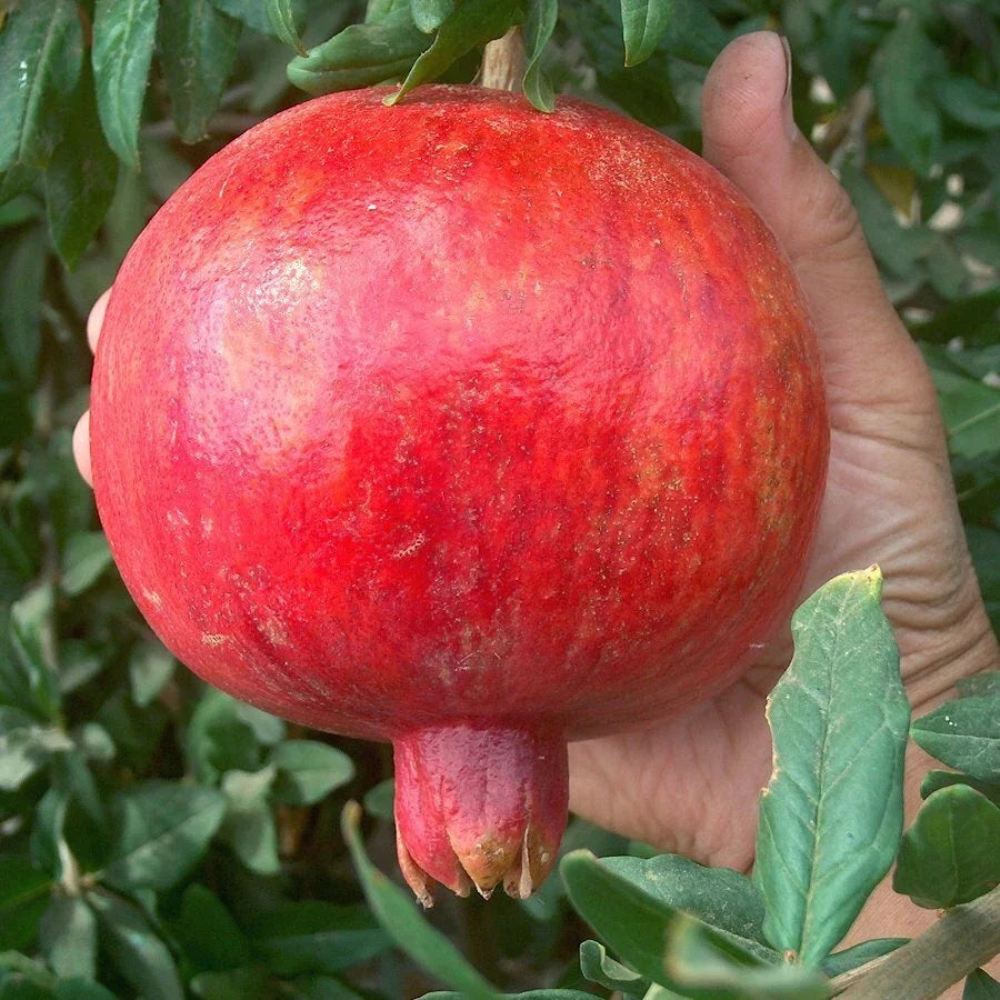 Pomegranate Tree Cuttings - Lot of 100 - Large Red Sweet - Punica granatum 'Wonderful' - Bulk Wholesale Gardening Supplies