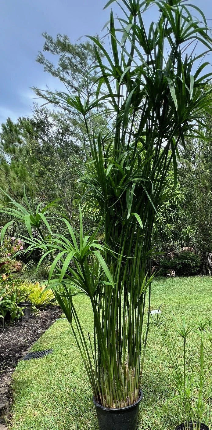 Umbrella Palm Plant 4" Pot Cyperus alternifolius Indoor/Outdoor Decorative Foliage Low Maintenance