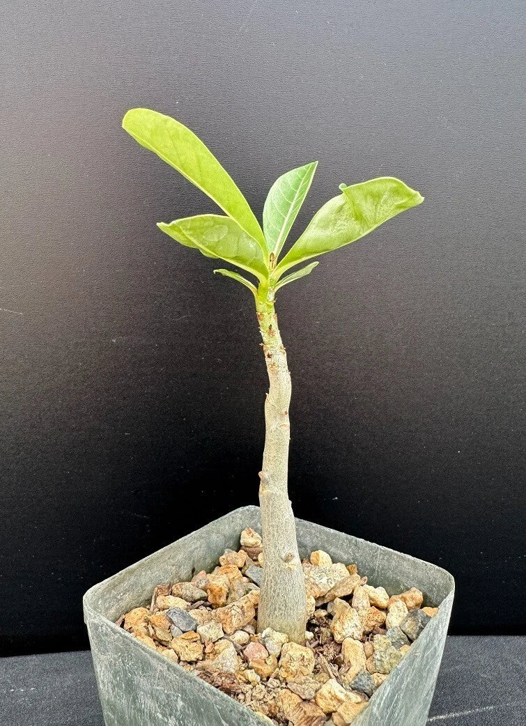 Adenium Hybrid Succulent Plant - 2.5" Pot Desert Rose - Rare Adenium arabicum x A. socotranum - Low Maintenance, Drought-Resistant