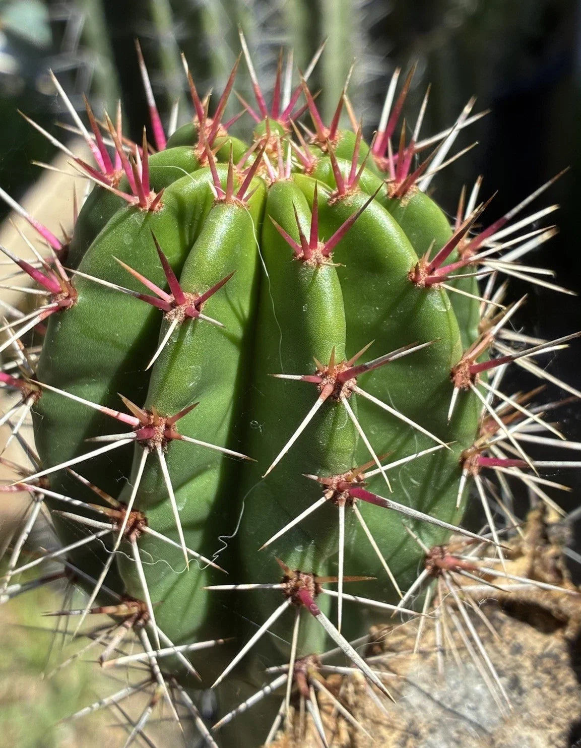 Stenocereus Queretaroensis Cutting, Live Succulent Cactus, Queretaro Cactus, Edible Fruit Plant, Easy Care