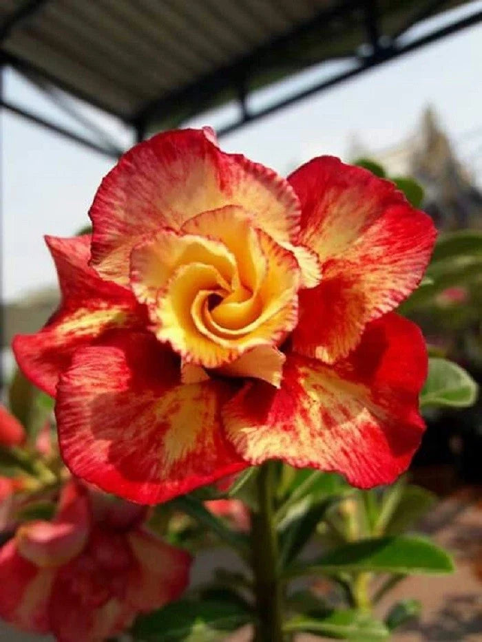 Desert Rose Seeds - 4 Pack Red Orange Adenium Obesum Perennial Flower Seeds for Garden & Home Planting