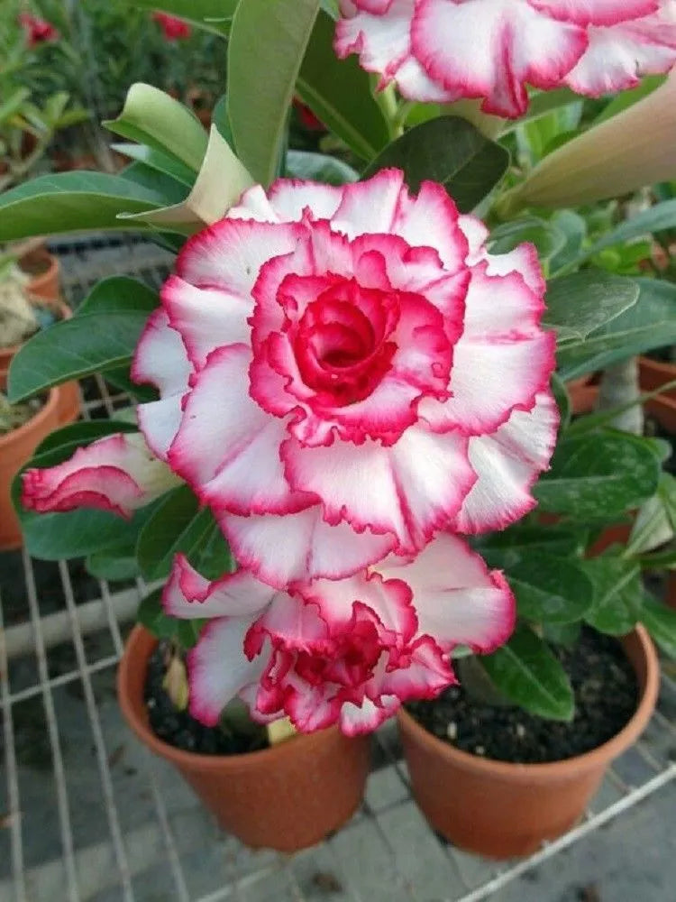 Double Red White Desert Rose Seeds - 4 Pack Adenium Obesum Perennial Flower Seeds for Gardening & Indoor Use