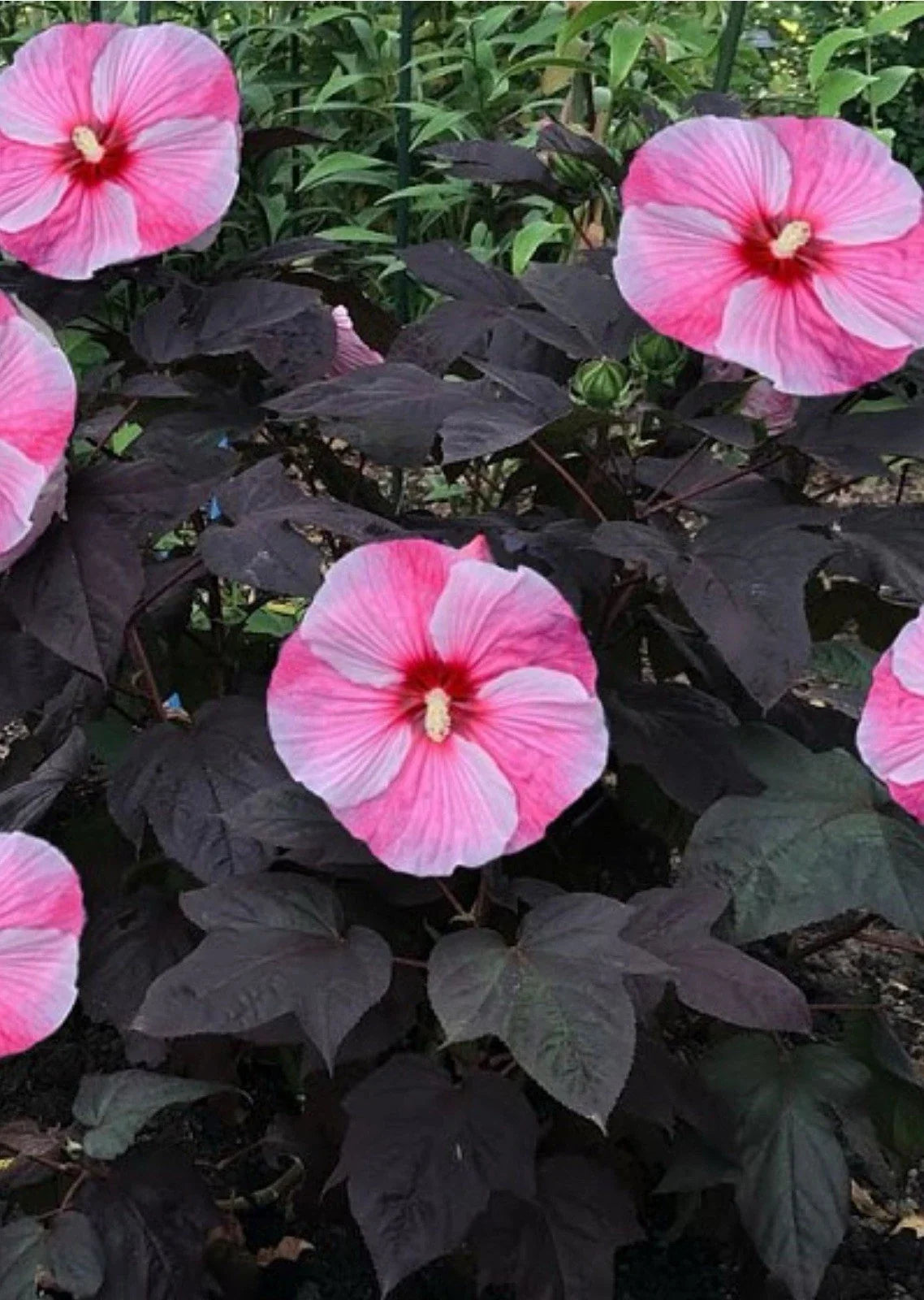 Starry Starry Night Hibiscus Plant - Small Rooted Starter - Deep Purple Blooms - Hibiscus moscheutos