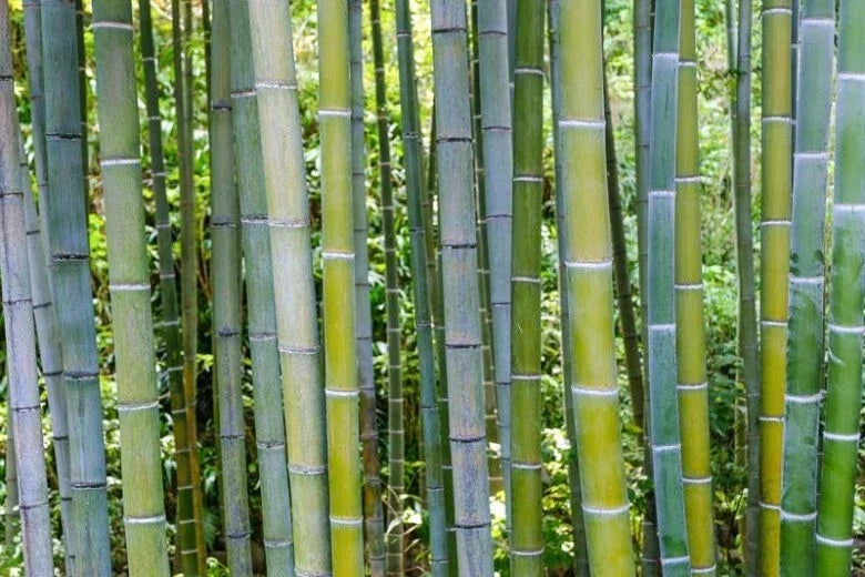 50 Bamboo Seeds - Moso Bamboo - Phyllostachys edulis - Clumping Privacy Plant for Garden Shade Screen