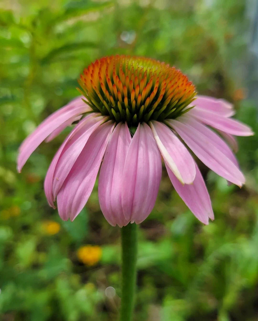 Purple Coneflower Seeds | 25 Count | Echinacea Purpurea | Florida Native | Medicinal Flower Seeds