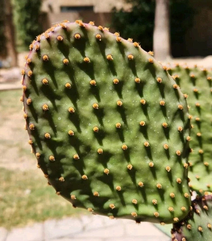 Prickly Pear Cactus Cutting - Live Pad Segment - Opuntia Lubrica - Succulent for Gardening & Home Decor