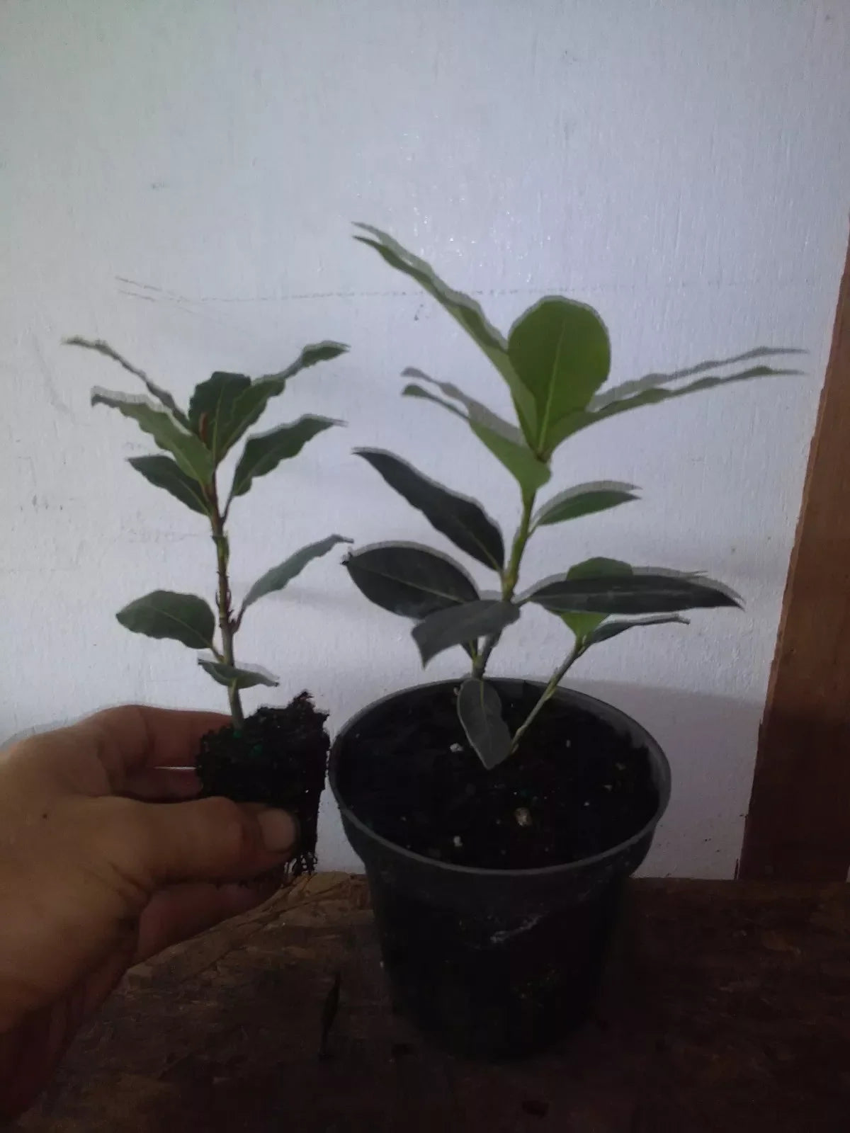 Bay Leaf Tree Starter Plant Set - Laurus nobilis - 2 Healthy Evergreen Shrubs for Culinary Use and Home Garden