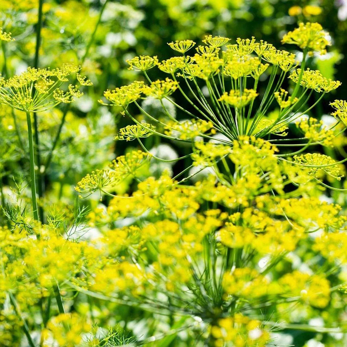 Mammoth Long Island Dill Seeds | 100+ Heirloom Non-GMO Seeds | Anethum graveolens | Ideal for Culinary Use