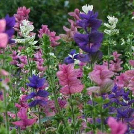 Clary Sage Seeds - 200 Non-GMO Tricolor Mix, Salvia sclarea, Perennial Wildflower, Attracts Pollinators, Easy to Grow