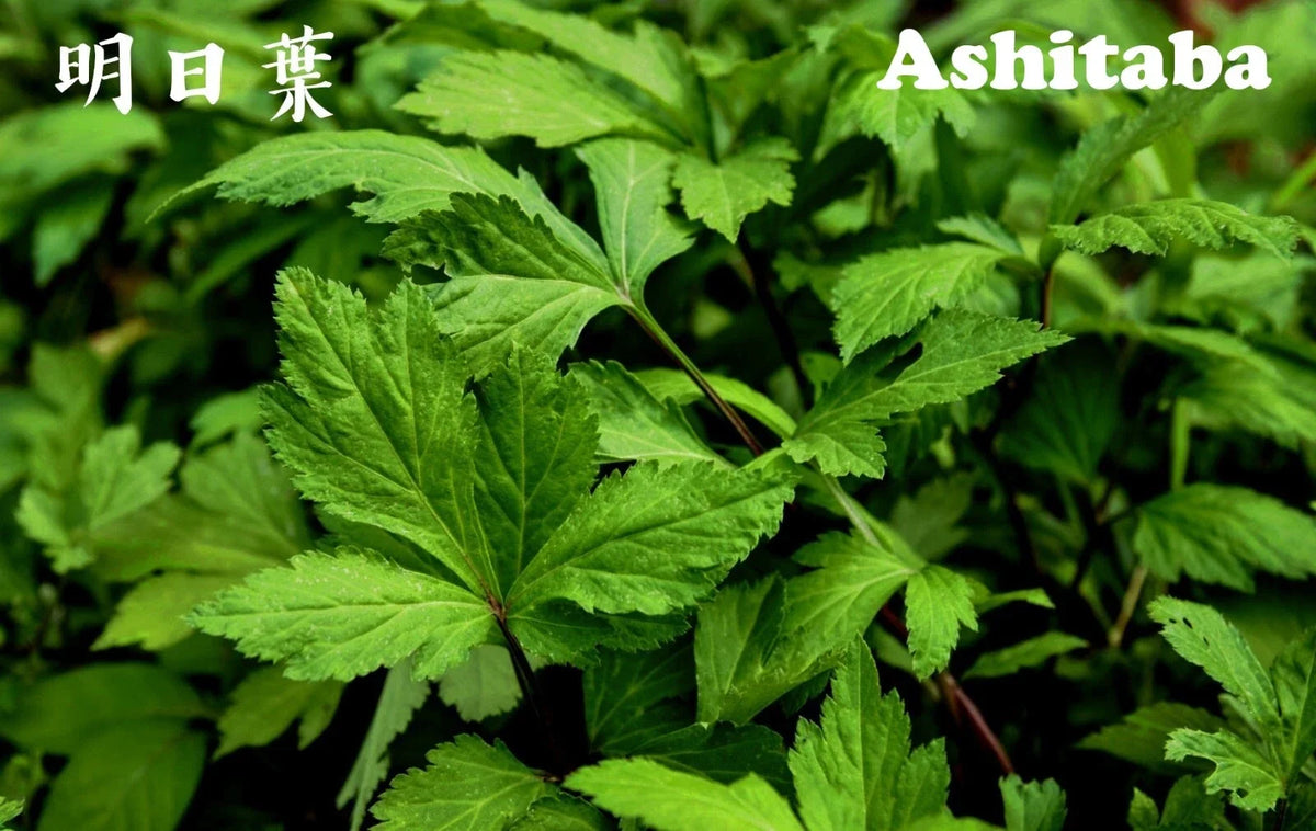 Ashitaba Herb Starter Plant in Soil - Tomorrow Leaf, Organic Angelica Keiskei, Edible Perennial Herb for Gardening