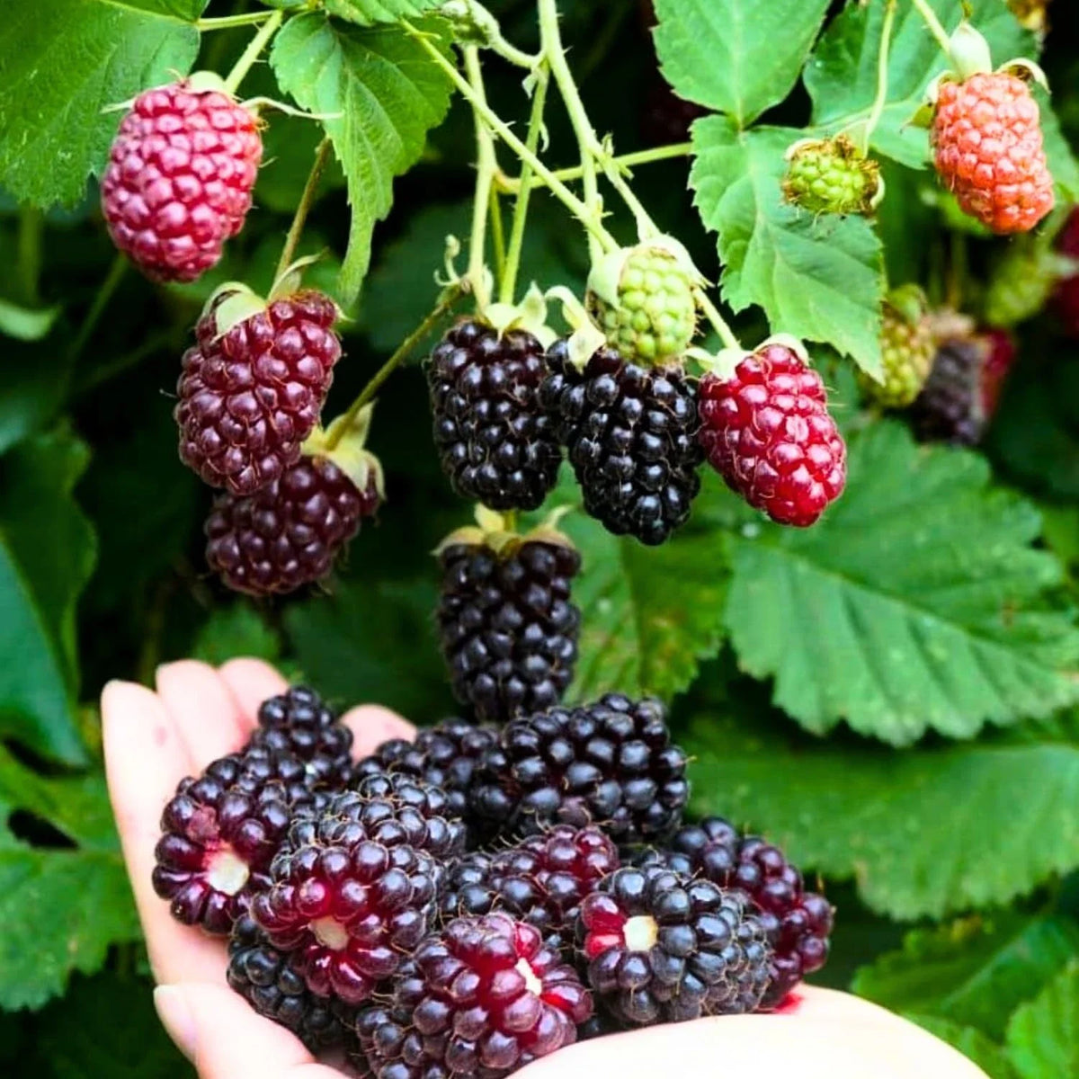 Sweet Boysenberry Seedling - Live Rooted Plant - Rubus ursinus x idaeus - Ships Rooted (No Pot) - Ideal for Home Garden