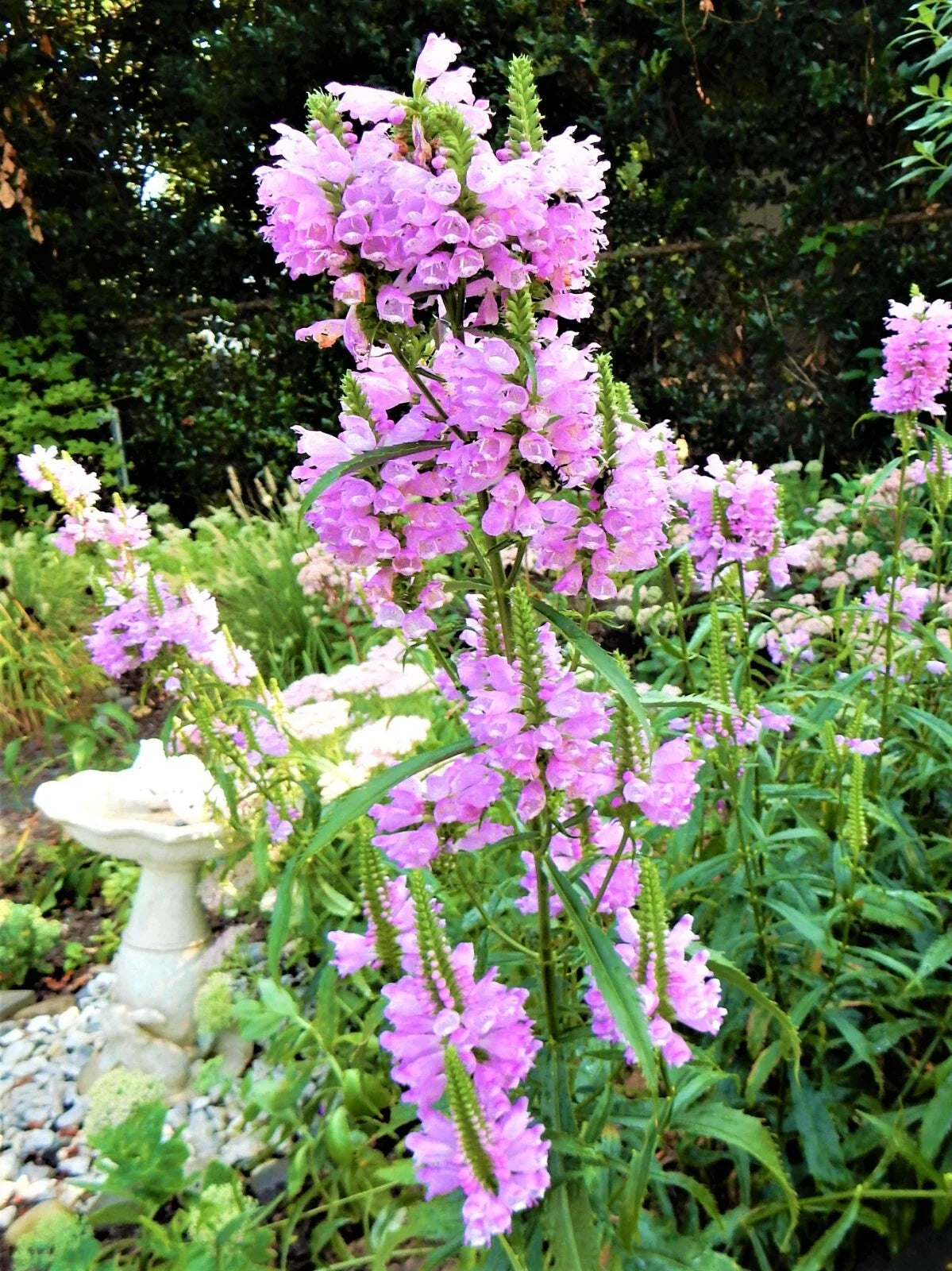 Obedient Plant Live Plants - 10 Pack - Physostegia virginiana - False Dragonhead - Shallow Water Garden Perennials