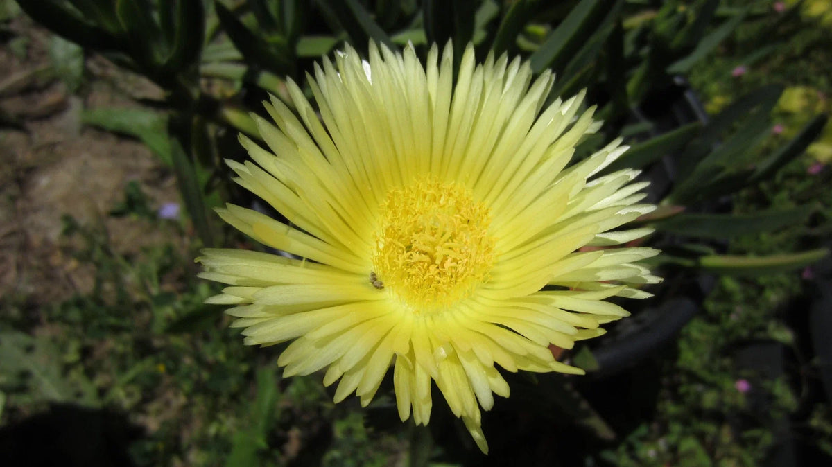 Ice Plant Cuttings - 5'' Yellow Unrooted Succulent Cuttings, Sour Fig, Cape Fig (Delosperma cooperi) for Indoor/Outdoor Gardening