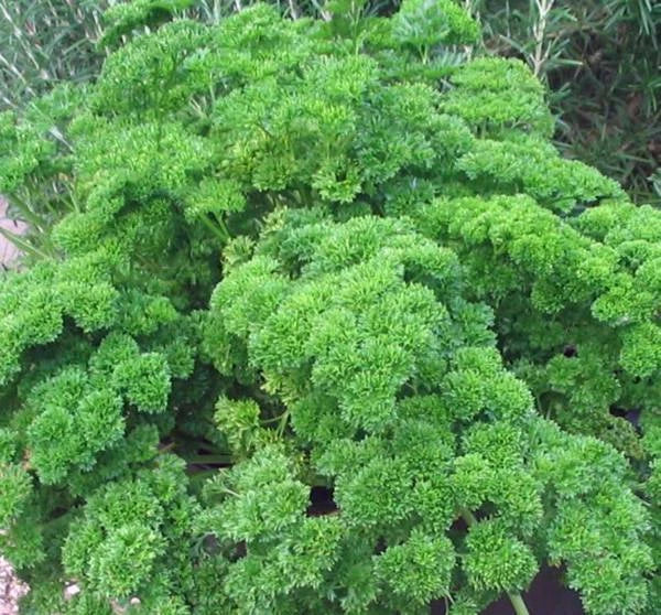 Moss Curled Parsley Seeds, 500 Heirloom Non-GMO Seeds, Petroselinum crispum, Culinary Herb for Home Gardens