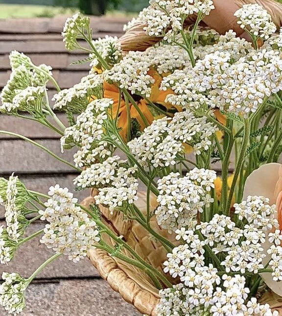 White Yarrow Bare Root Plant - Achillea Millefolium - Perennial with White Flowers for Gardens and Pollinator Attraction