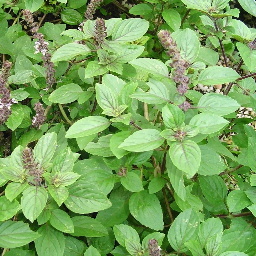 African Basil Live Rooted Plant 4" - Edible Aromatic Herb - Ocimum basilicum