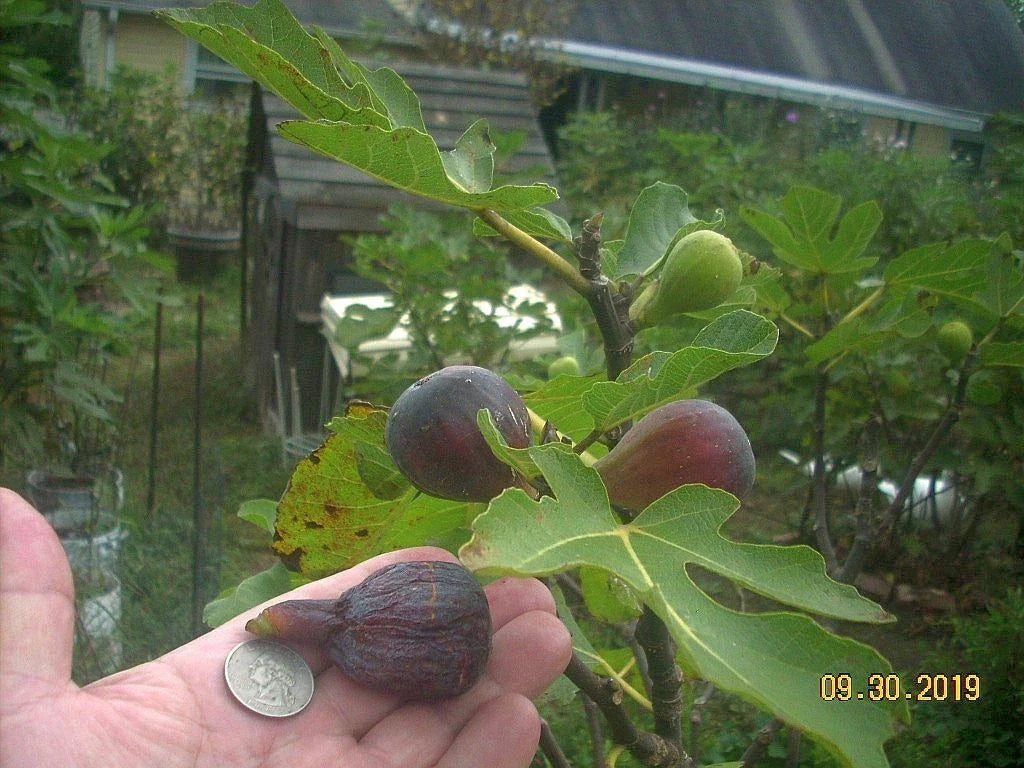 Fig Tree Cuttings 6 Pcs Col de Dame Noire Ficus carica Delicious Rain Resistant Variety for Home Gardening