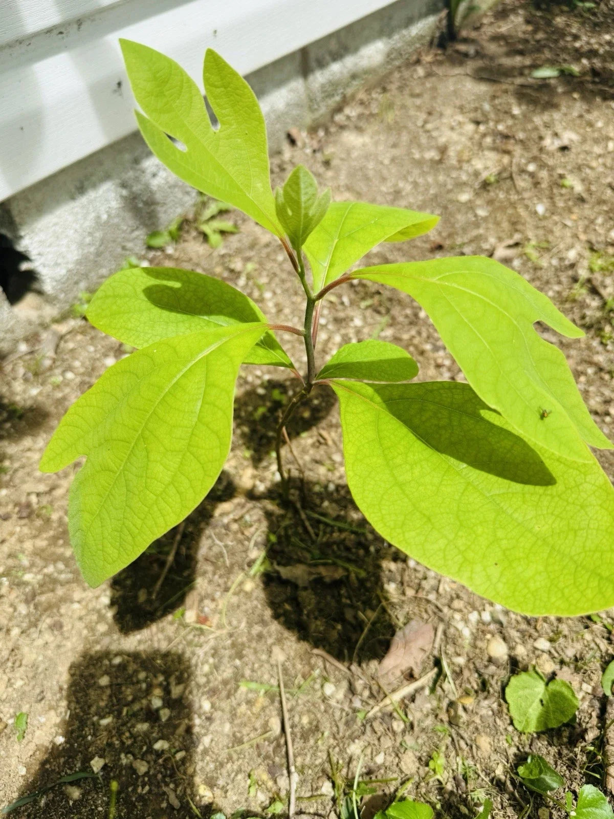 Organic Sassafras Trees - Bare Root - 10 Pack - Sassafras albidum - Ready to Plant & Thrive