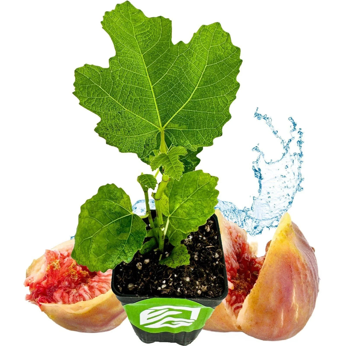LSU Gold Fig Tree - Live Plant - Ficus carica - Fruit-Bearing Edible Fig for Garden or Patio - Sweet Golden Figs