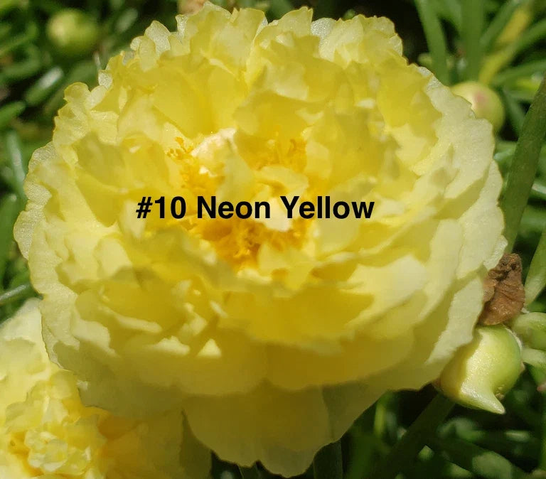 Moss Rose Cuttings - 10 Unrooted Neon Yellow - Portulaca Grandiflora - Drought-Tolerant, Low Maintenance Ground Cover