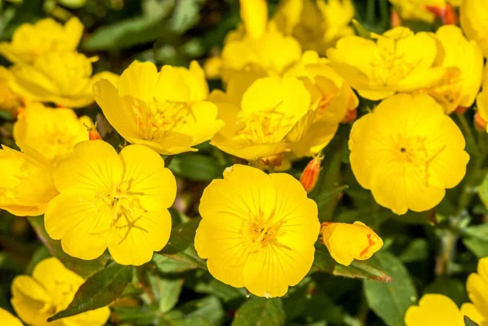 Evening Primrose Seeds 500 Pack - Yellow Flowering Perennial - Oenothera biennis - Easy to Grow Garden Seeds
