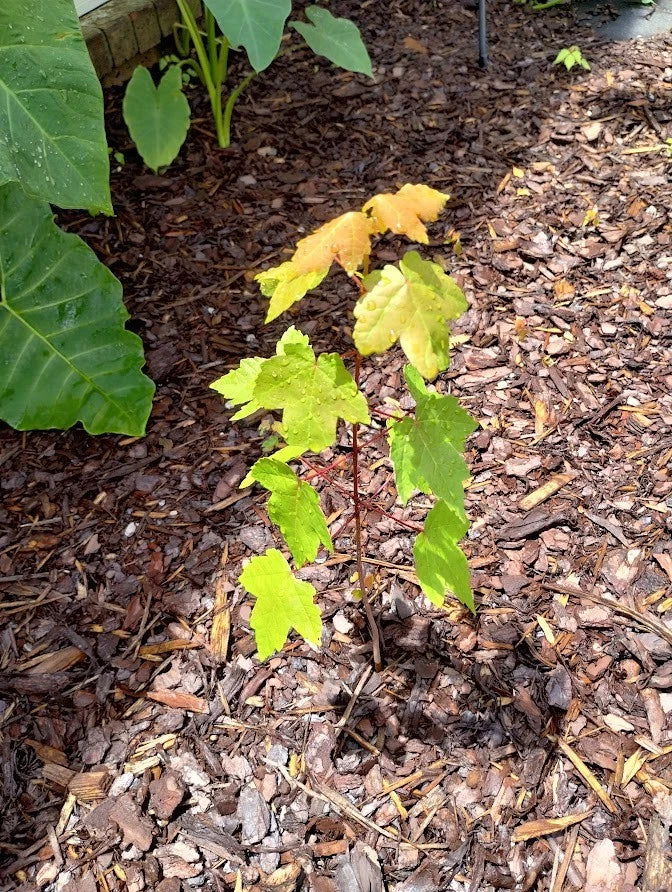 Sunset Maple Tree Seedlings | Bare Root | 4-6 Inches Tall | Acer Rubrum 'Sunset' | Affordable Shade Trees for Garden