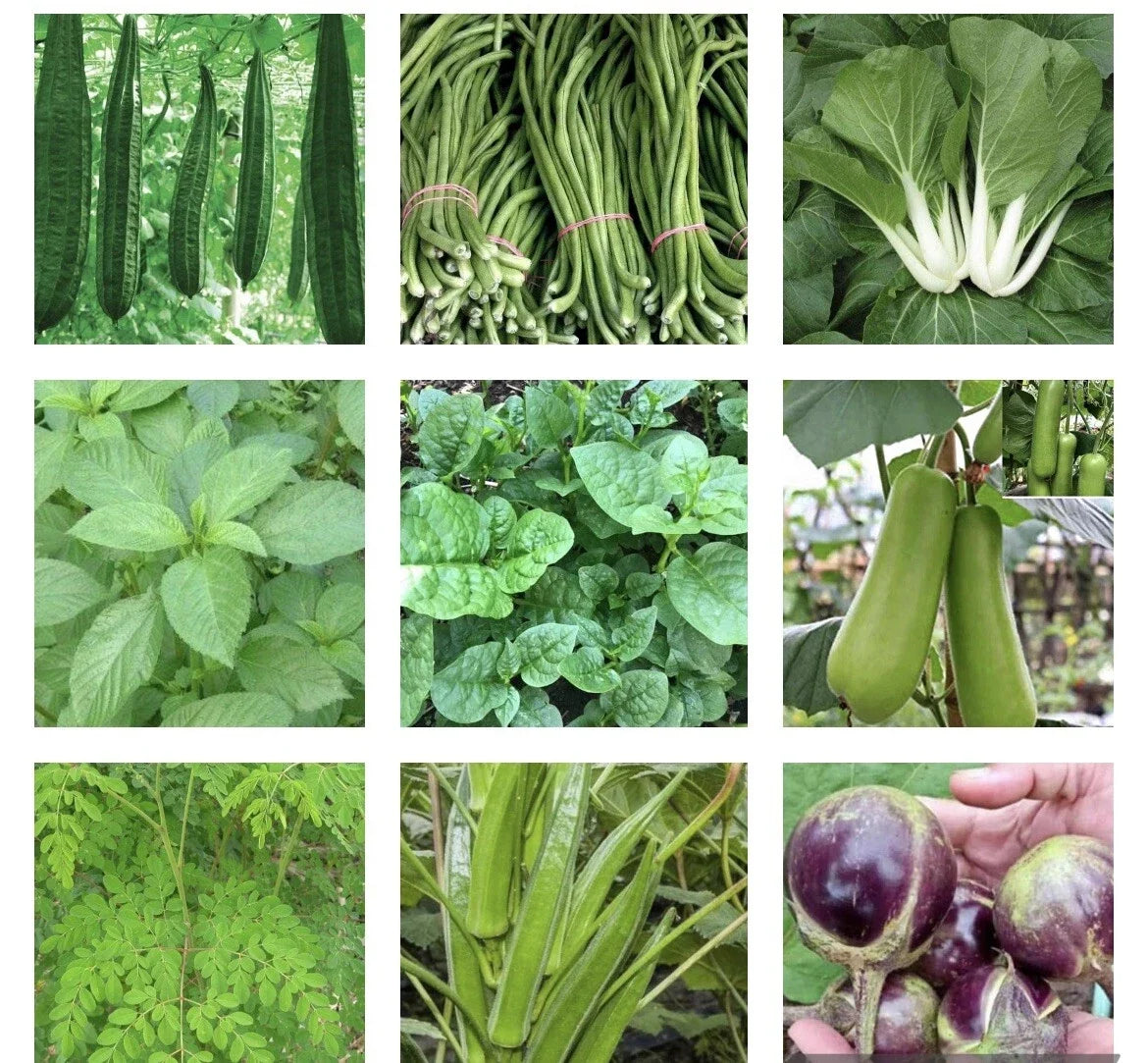 Asian Vegetable Seeds Bundle - 15 Packets of Heirloom Varieties - Non-GMO Mix for Home Gardening - Various - Ideal for Culinary Use