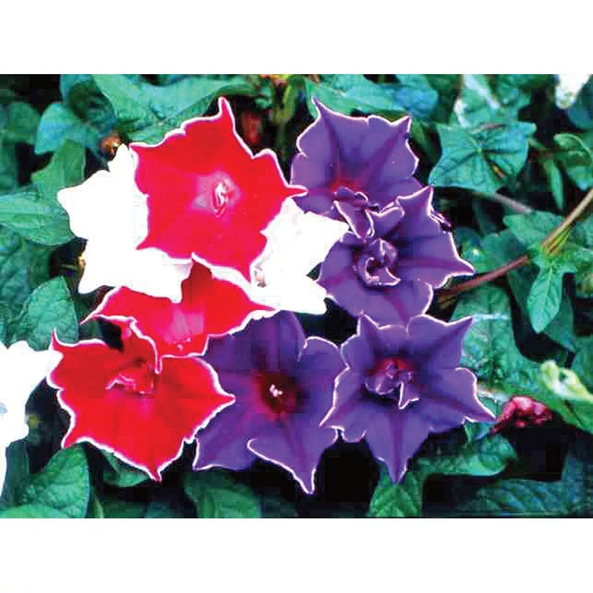 Morning Glory Seeds - Kikyo-Zaki Mix - 30 Pack - Ipomoea tricolor - Vibrant Blue, Purple & White Flowers for Planting