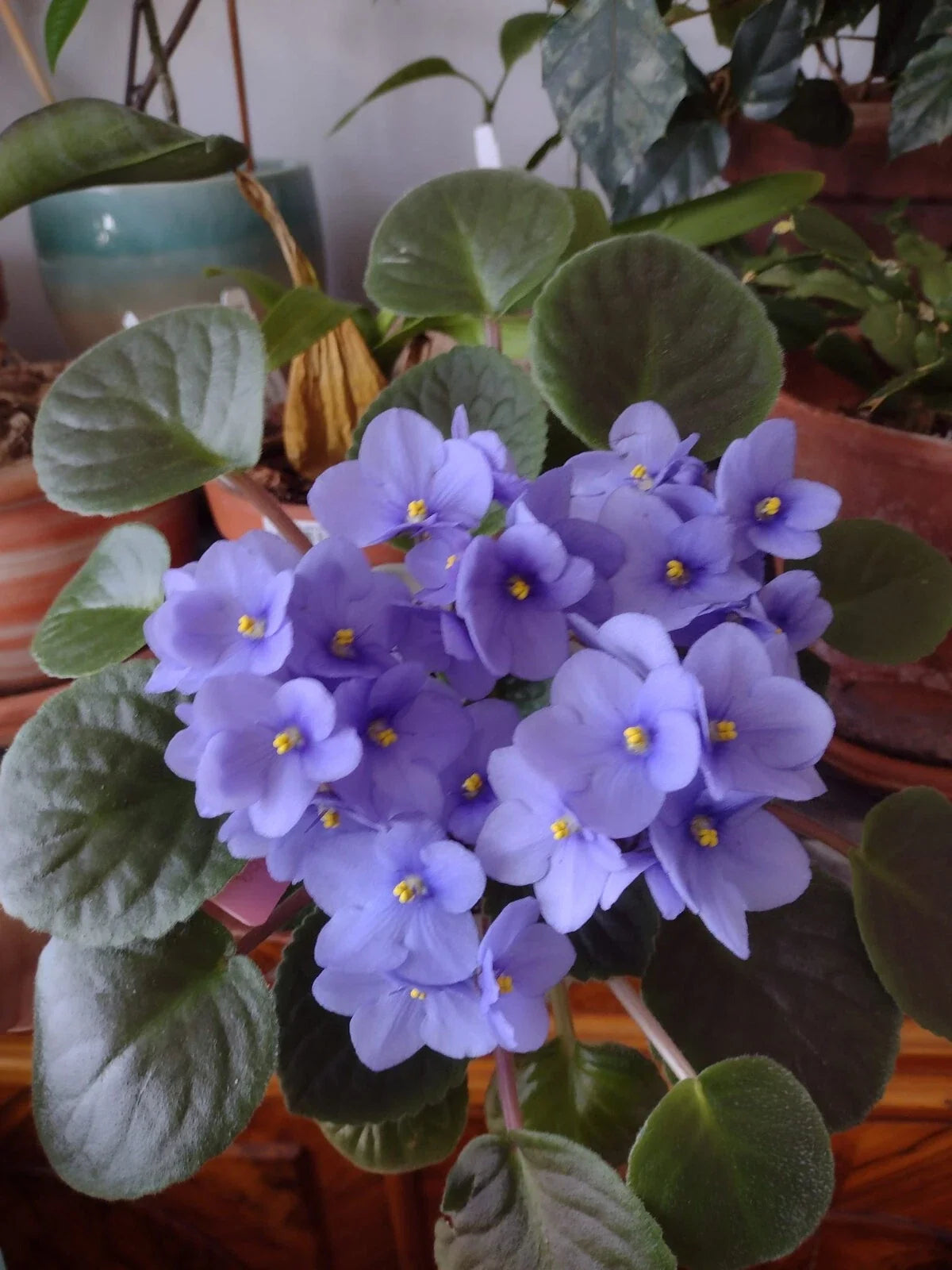 African Violet Cuttings - 2 Fresh Unrooted Leaves - Optimara Manitoba Standard - Saintpaulia ionantha - Ideal for Propagation