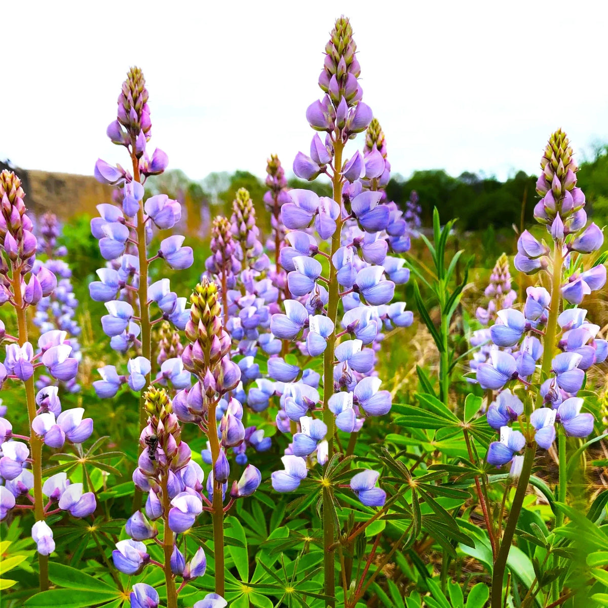 Lupine Seeds Packet - Blue Bonnet Perennial Variety - Lupinus Perennis Sundial for 2025 Planting