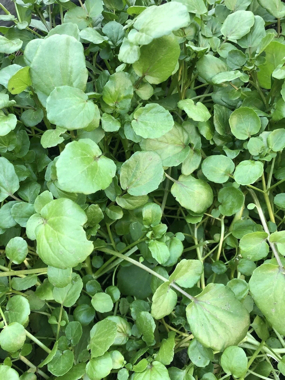 Watercress Live Plants - 10pcs Edible Vegetables with Roots, Nasturtium officinale, Fresh Culinary Herb for Home Garden