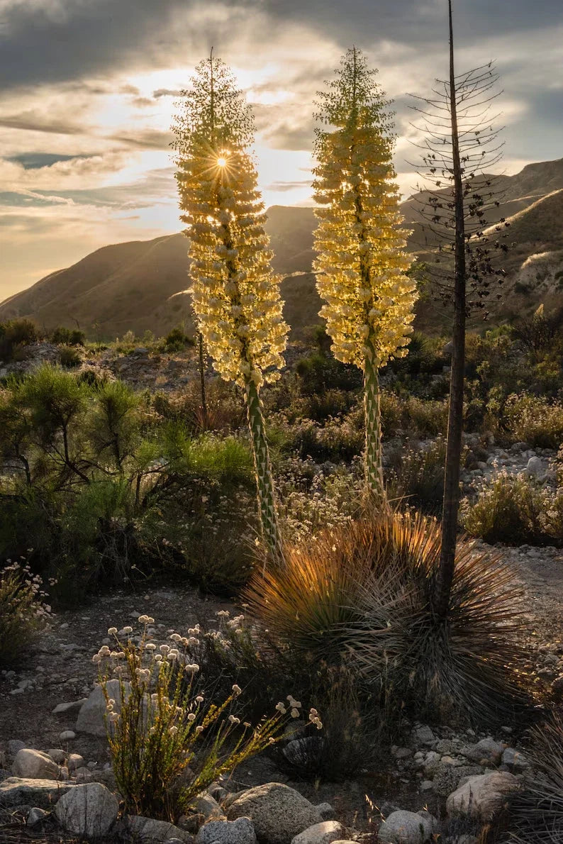 50 Our Lord's Candle Yucca Seeds, Chaparral Whipplei, Drought-Tolerant Perennial, USA Grown, Free Shipping