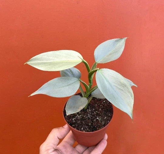 Silver Sword Philodendron Plant | 4” Live Houseplant with Air Roots & Multiple Nodes | Philodendron hastatum