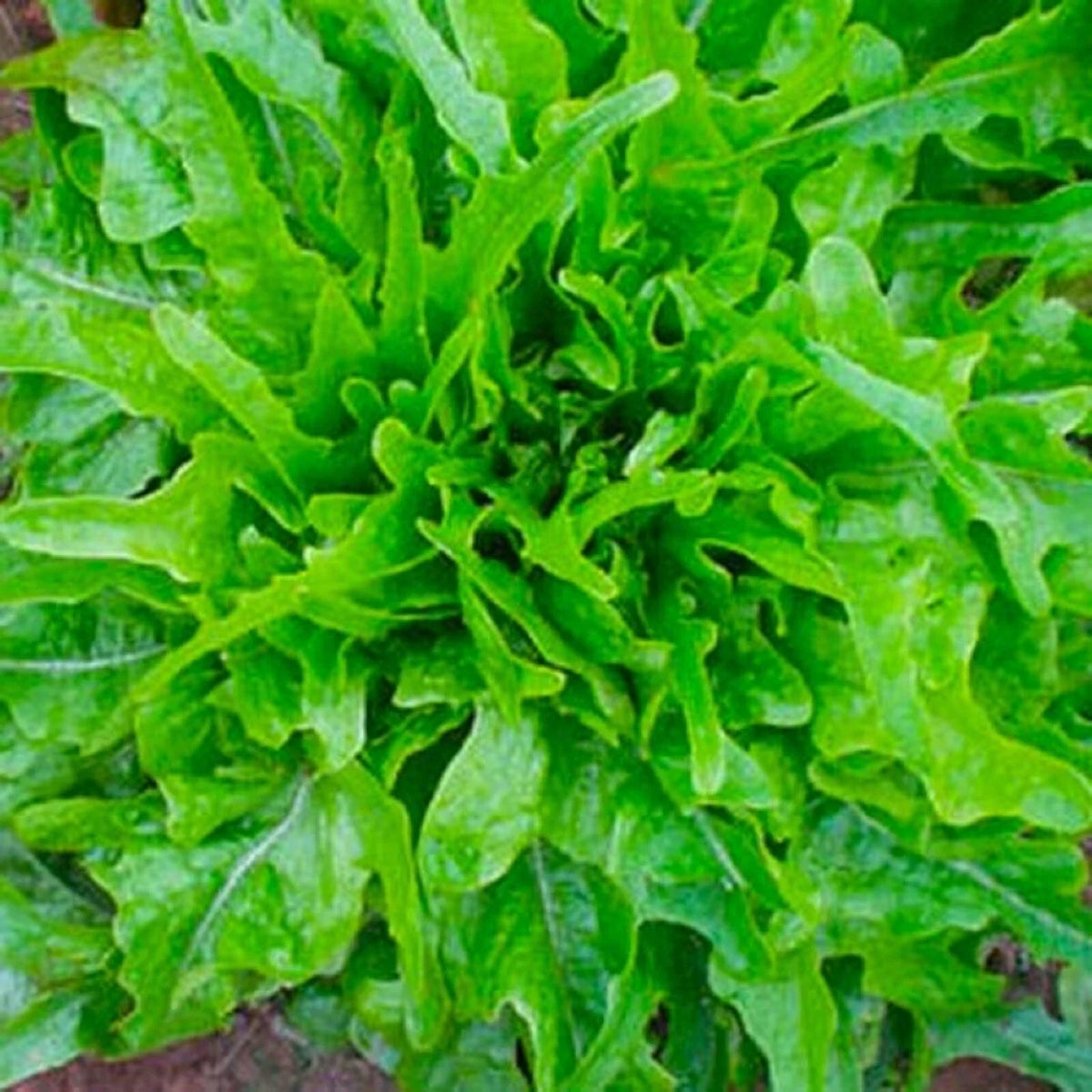 Royal Oakleaf Lettuce Seeds 500+ Non-GMO Heirloom Seeds for Garden Planting Lactuca sativa
