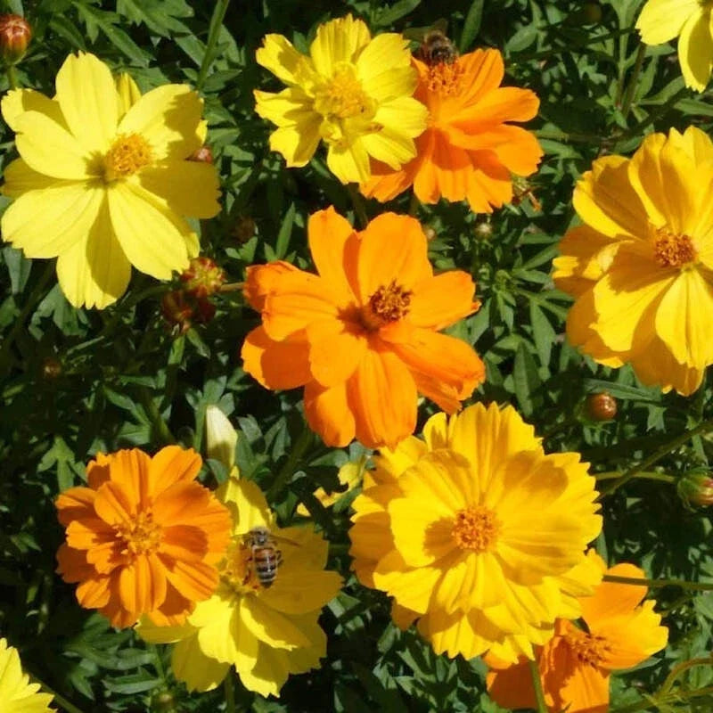 Cosmos Seeds Pack - 200+ Sulphur Carpet Mix - Vibrant Yellow & Orange Blooms - Cosmos sulphureus - USA Grown