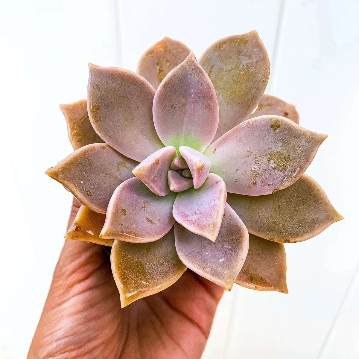 Ghost Plant Succulent - Live 4-Inch Graptopetalum paraguayense - Low Maintenance Indoor Plant - Mother of Pearls