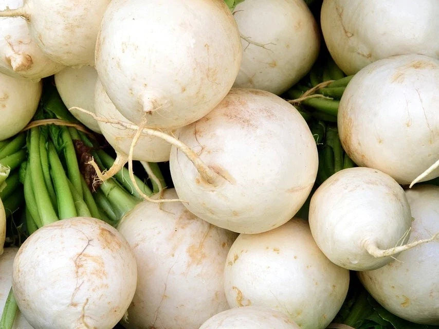 White Beauty Radish Seeds - Heirloom Variety - Raphanus sativus - Fast Germination - Non-GMO - Multiple Packet Sizes Available